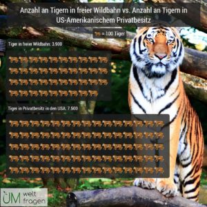 Tiger in Wildnis